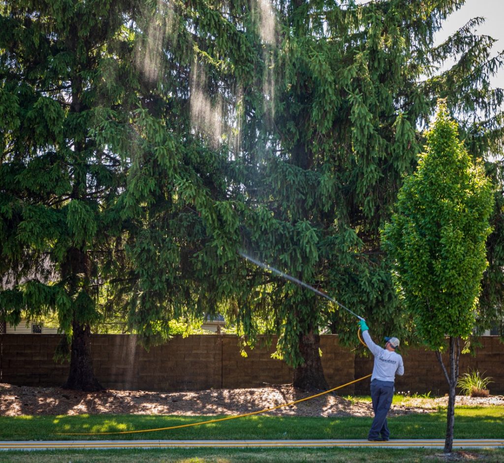 Employee spraying water with a hose towards trees