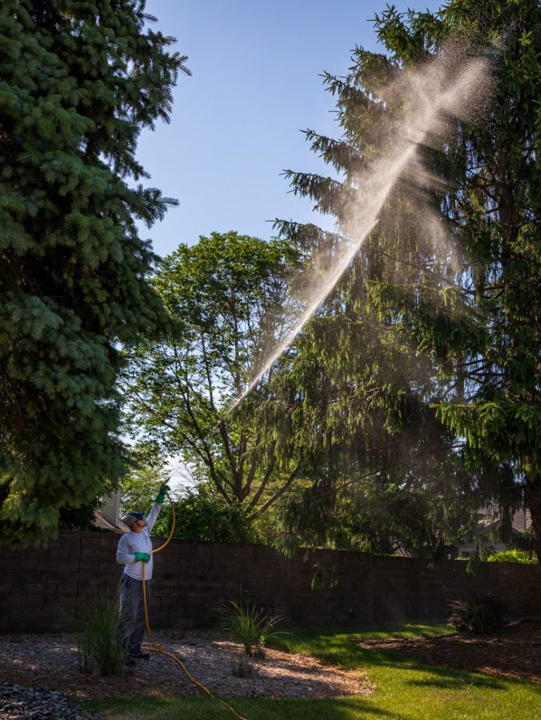 Worker spraying trees
