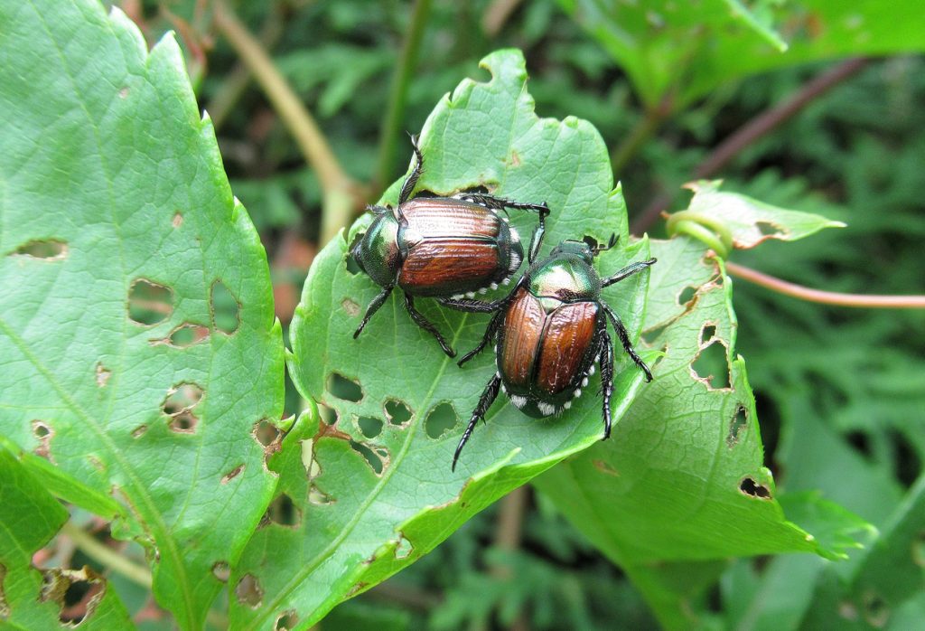 Nature, " Invasive Species; Japanese Beetles, A Pair Eating Leaves".