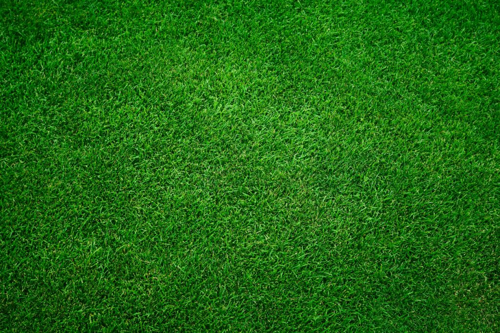 Bright green grass
