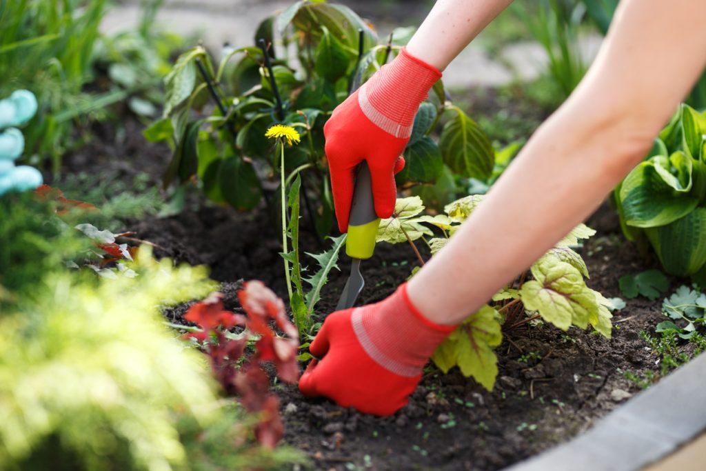 gloved woman hand holding tool and removing weed from soil